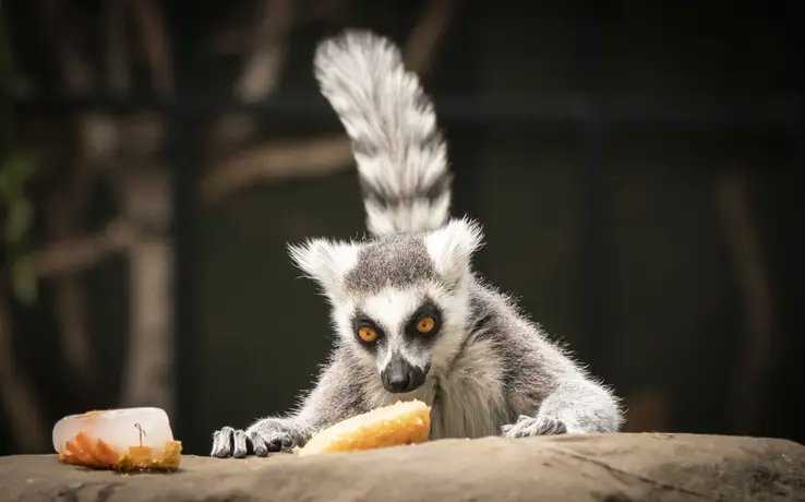 The article above the image references dangerous animals, the image is of Lemur, considered to be a dangerous animal.